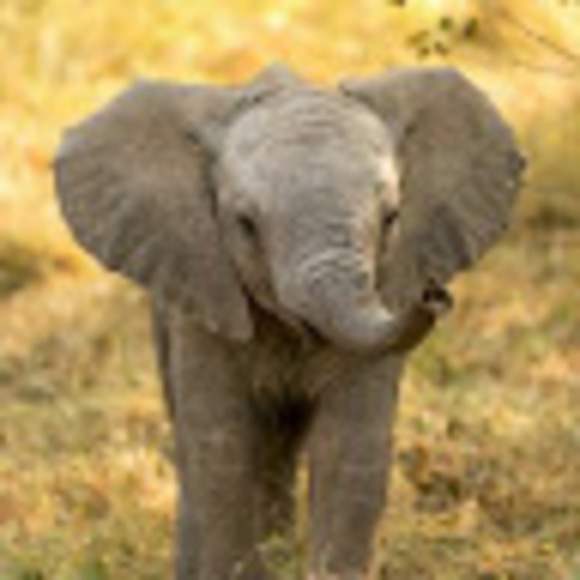 Meet your Posher, Mya - Picture 1 of 1